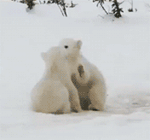 GIF animado (10412) Osos polares juguetones