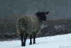 GIF animado (9853) Oveja nieve