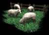 GIF animado (9864) Ovejas pastando negro