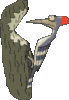 GIF animado (7142) Pajaro carpintero en un arbol