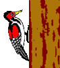 GIF animado (7145) Pajaro carpintero en un arbol