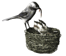GIF animado (7134) Pajaros en el nido