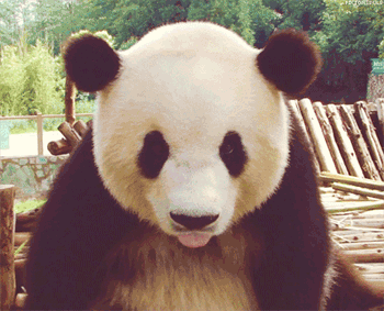 GIF animado (10312) Panda