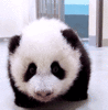 GIF animado (10313) Panda adorable