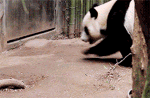 GIF animado (10314) Panda andando
