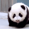 GIF animado (10315) Panda aprendiendo andar