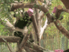 GIF animado (10316) Panda arbol
