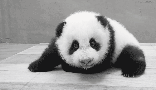 GIF animado (10317) Panda bebe