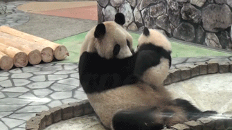 GIF animado (10319) Panda cria