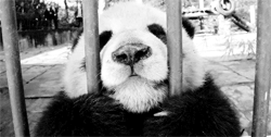 GIF animado (10320) Panda enjaulado