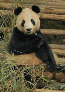 GIF animado (10321) Panda gigante