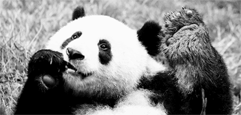 GIF animado (10323) Panda gigante comiendo
