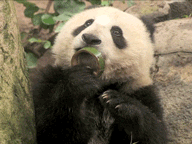 GIF animado (10324) Panda lamiendo