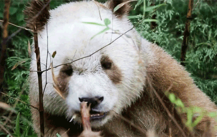 GIF animado (10325) Panda marron