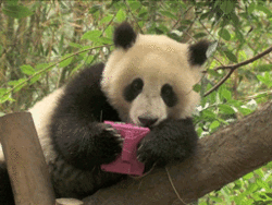 GIF animado (10326) Panda regalo