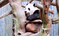 GIF animado (10328) Panda subido arbol