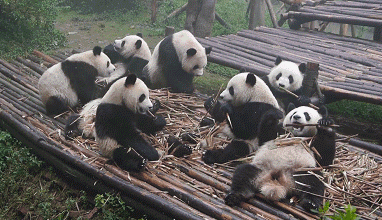 GIF animado (10329) Pandas comiendo bambu
