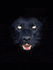 GIF animado (9877) Pantera negra