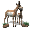 GIF animado (8626) Pareja de antilopes
