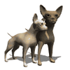 GIF animado (10684) Pareja de chihuahuas
