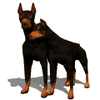 GIF animado (10828) Pareja de doberman
