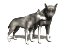 GIF animado (10915) Pareja de lobos