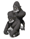 GIF animado (9738) Pareja de monos