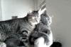 GIF animado (7924) Pareja gatos