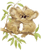 GIF animado (9501) Pareja koalas