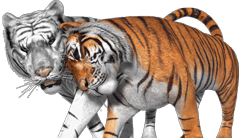 GIF animado (10020) Pareja tigres