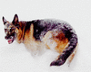 GIF animado (10943) Pastor aleman nieve