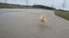 GIF animado (7199) Patito corriendo