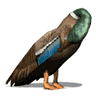 GIF animado (7221) Pato aseandose
