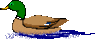 GIF animado (7229) Pato en el agua