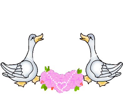 GIF animado (2405) Patos romanticos