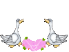 GIF animado (2405) Patos romanticos