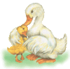 GIF animado (2406) Patos romanticos