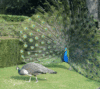 GIF animado (7275) Pavo real cortejando hembra