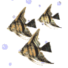 GIF animado (6392) Peces angel