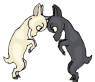GIF animado (8865) Pelea de cabras macho