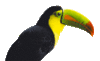 GIF animado (7432) Peluche tucan