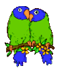 GIF animado (2216) Periquitos romanticos