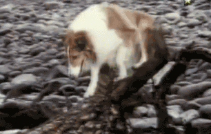 GIF animado (10718) Perra lassie