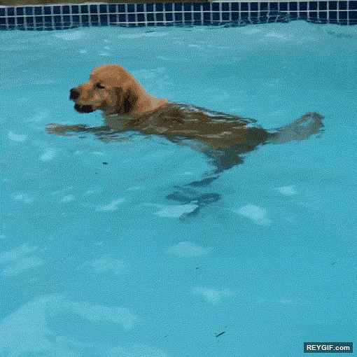 GIF animado (116571) Perro buceando hasta el fondo de la piscina para recuperar el frisbee