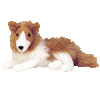 GIF animado (10719) Perro collie