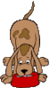 GIF animado (10957) Perro comiendo