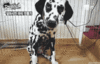 GIF animado (10748) Perro dalmata