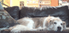 GIF animado (10990) Perro gato carinoso