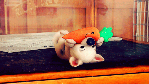 GIF animado (10791) Perro jugando zanahoria