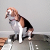 GIF animado (116441) Perros qie no estan muy entusiasmados con la operacion bikini